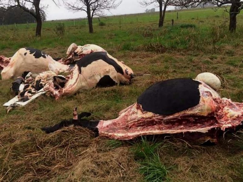 Tras una ola de ataques, explotó la rural de Rafaela: «jamás somos atendidos en nuestra seguridad»