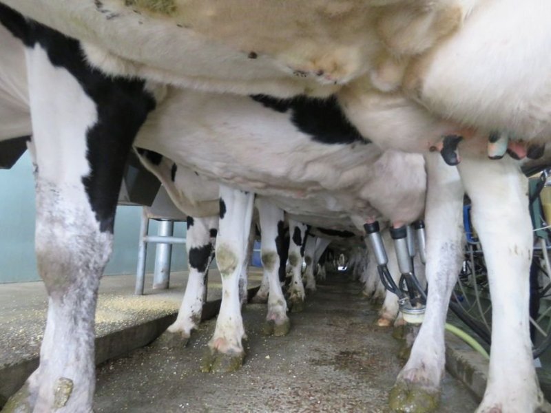 Día mundial de la leche