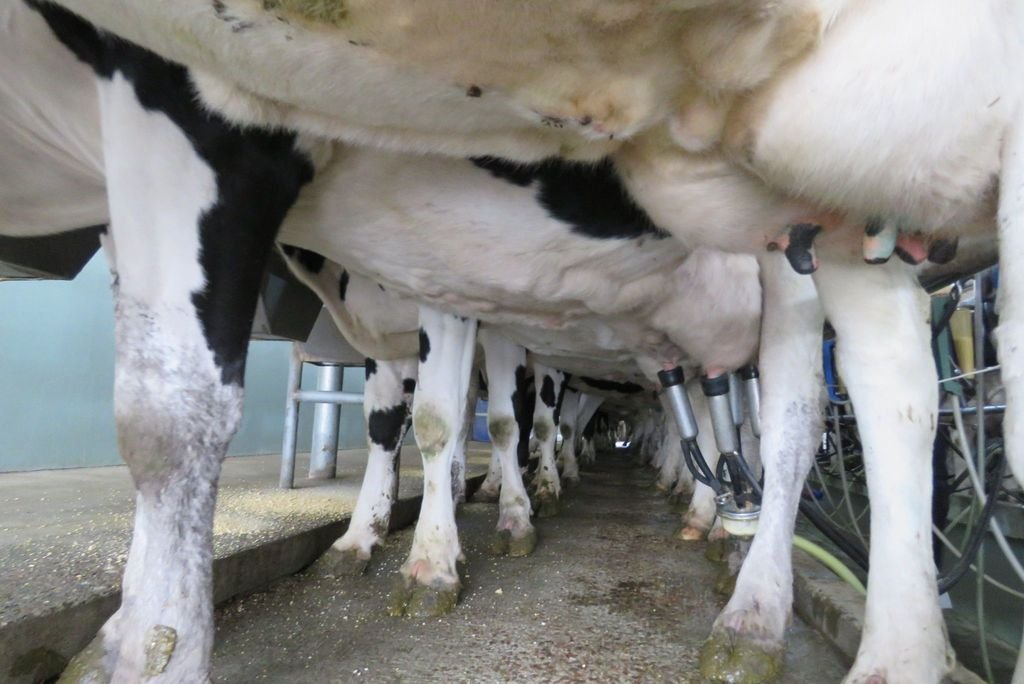 Día mundial de la leche