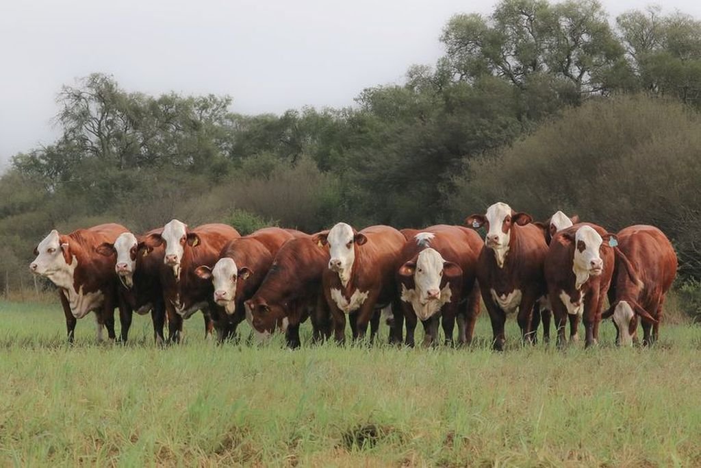 Día de Campo en Villa Minetti