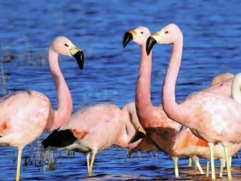 Espectáculo rosa en Melincué: llegan los flamencos andinos