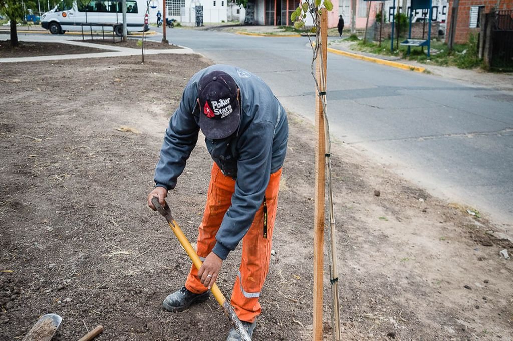 Plantarán 500 nuevos árboles en Paraná