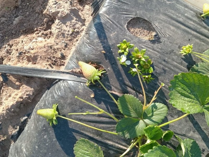 La producción de frutillas evalúa la pérdida sufrida por las heladas