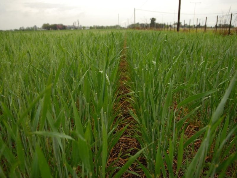 Se frenó la siembre de trigo en el centro norte