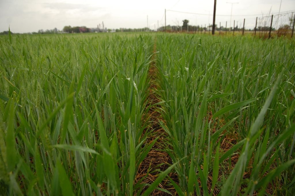 Se frenó la siembre de trigo en el centro norte