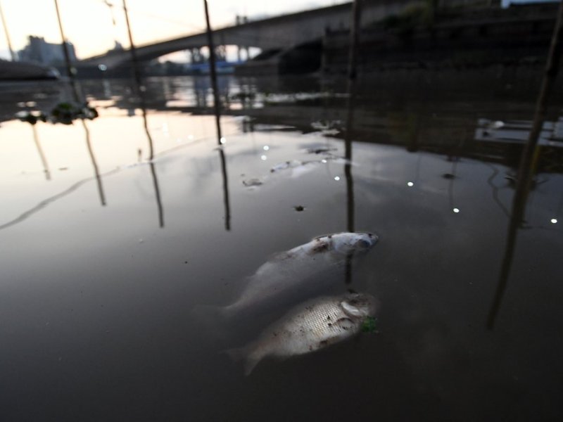 Qué produce la mortandad de peces en los diques del Puerto de Santa Fe