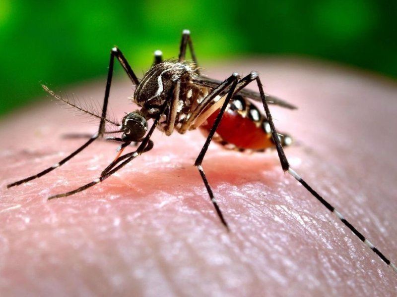 La vacuna contra el dengue como herramienta