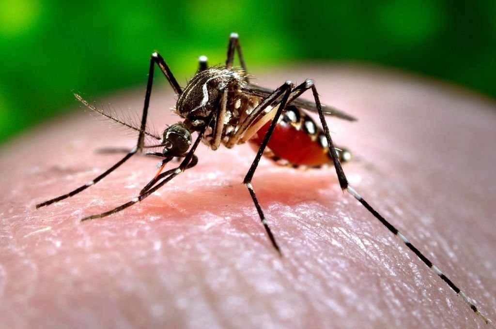 La vacuna contra el dengue como herramienta