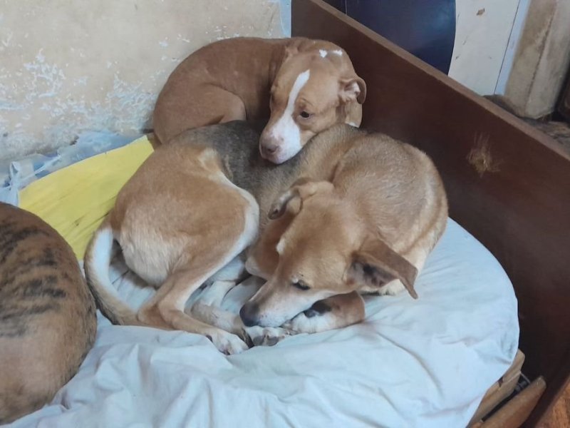 Cuida 80 perros en Coronda y pide ayuda para seguir adelante