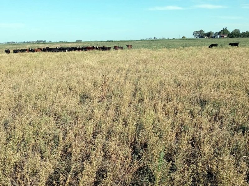 Sequía y crisis: declaran la Emergencia Agropecuaria en Santa Fe