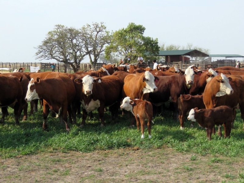 Aliviar a la vaca: ganaderos toman decisiones según la suerte en la ruleta del clima