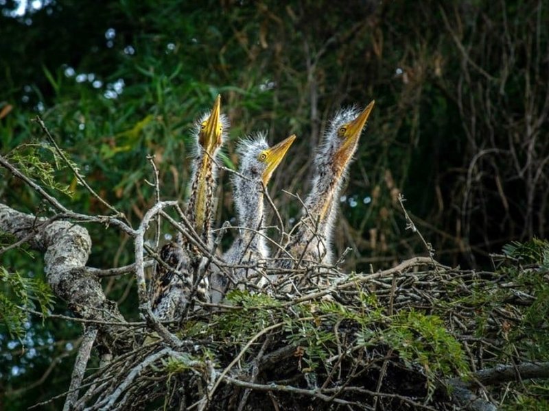 La reserva natural santafesina que es un tesoro ecológico internacional y está de festejo