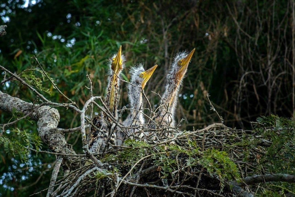 La reserva natural santafesina que es un tesoro ecológico internacional y está de festejo
