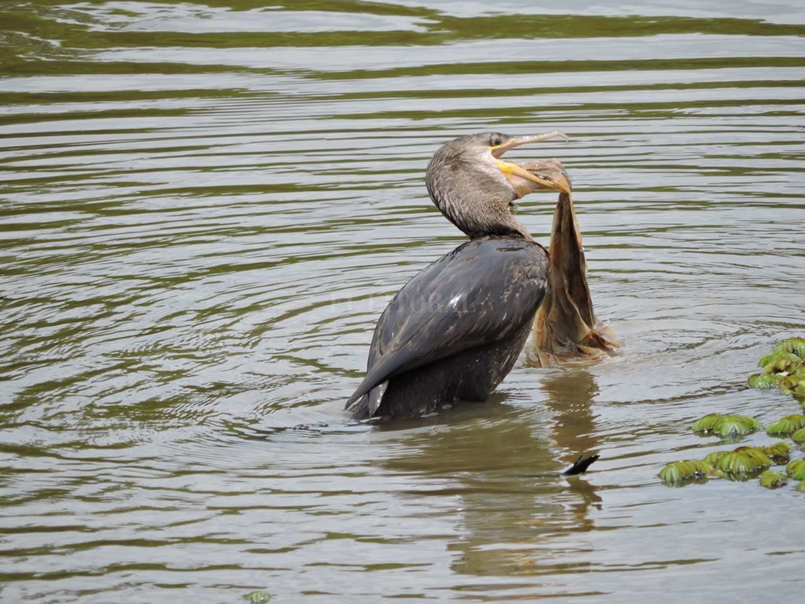 Interrelación de la fauna acuática con los plásticos