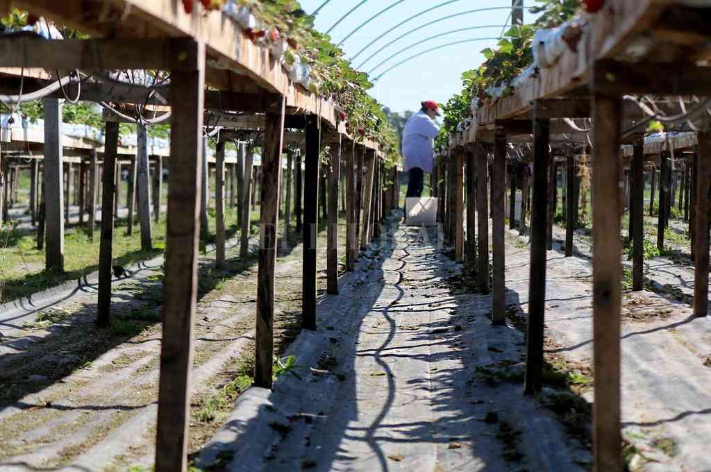 Coronda incursiona con frutillas en altura