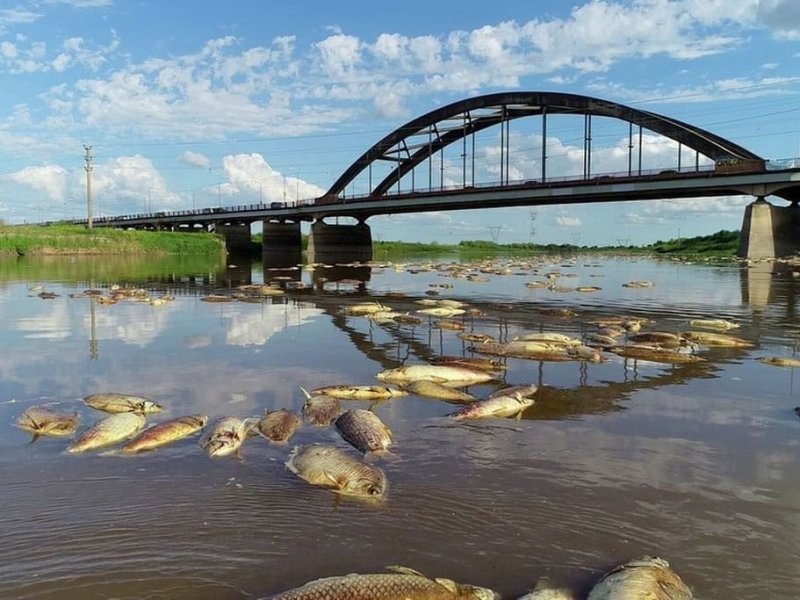 Investigadores y especialistas determinaron por qué mueren tantos peces