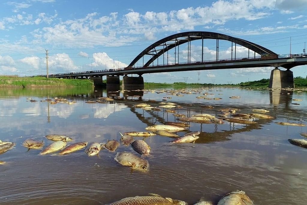 Investigadores y especialistas determinaron por qué mueren tantos peces