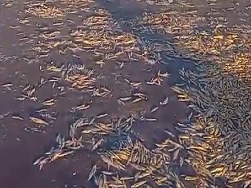 La Picasa: bajó la laguna, murieron peces y se encendieron las alarmas