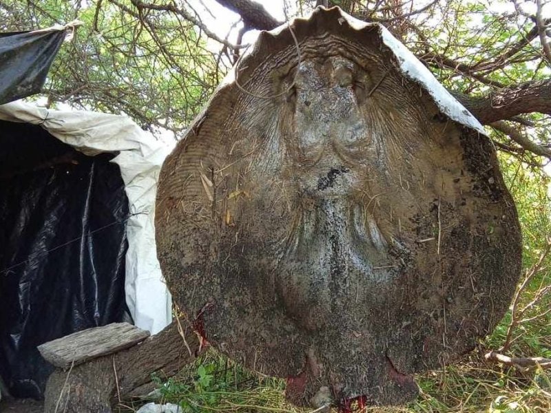 Un pescador corondino capturó una raya de más de 60 kilos en las islas del Río Coronda