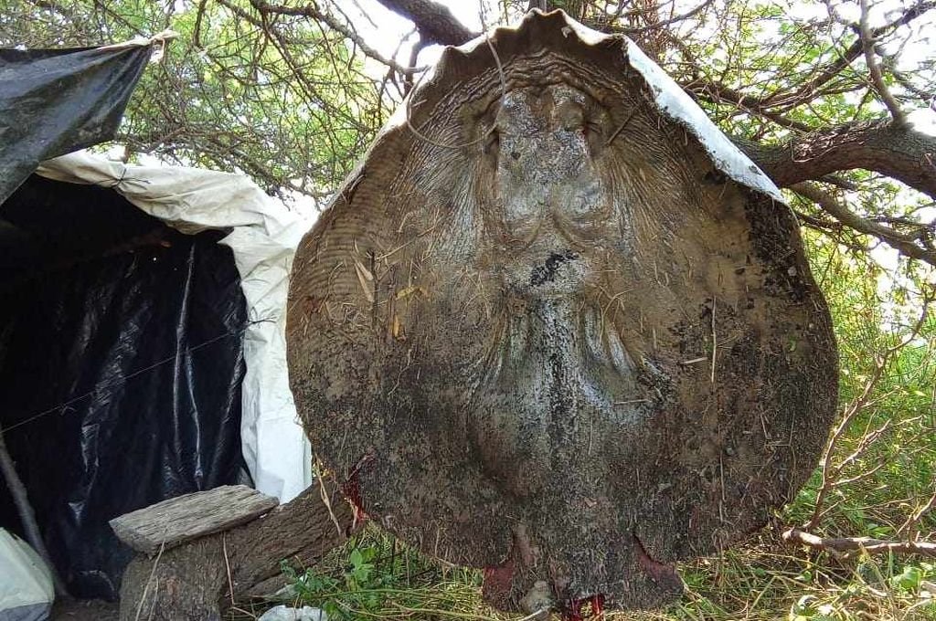Un pescador corondino capturó una raya de más de 60 kilos en las islas del Río Coronda