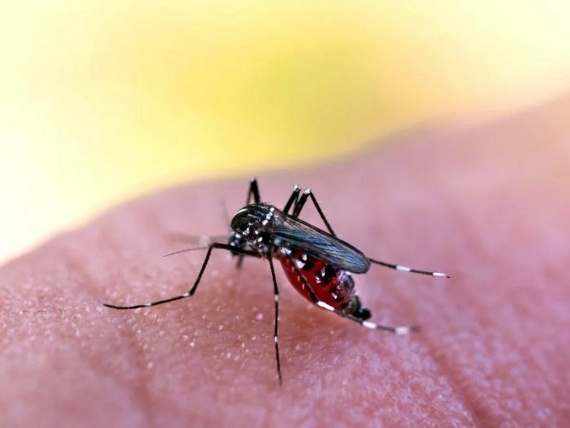 Con localidades en brote, la provincia de Santa Fe suma 2055 casos de dengue