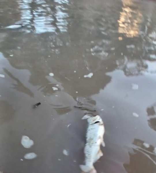 Cientos de peces aparecieron muertos en el río en Puerto Aragón