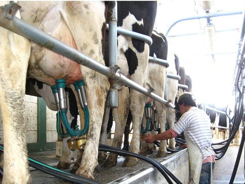 La falta de recambio generacional pone en jaque al sector lechero