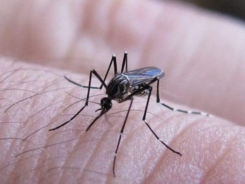 Confirmaron la muerte de una joven por dengue en Rosario: ya son dos en la provincia en lo que va del año