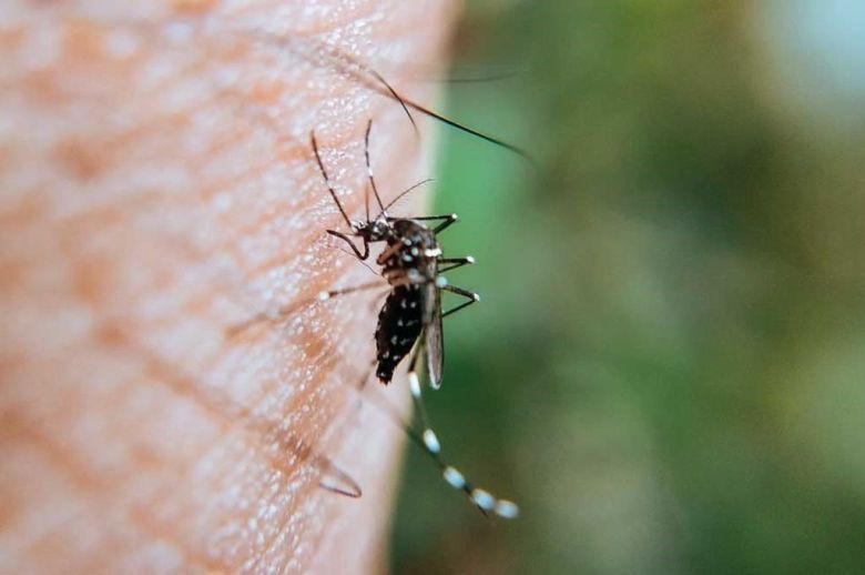 Dengue en Santa Fe: murió un hombre en Casilda y es el primer caso fatal en lo que va del año