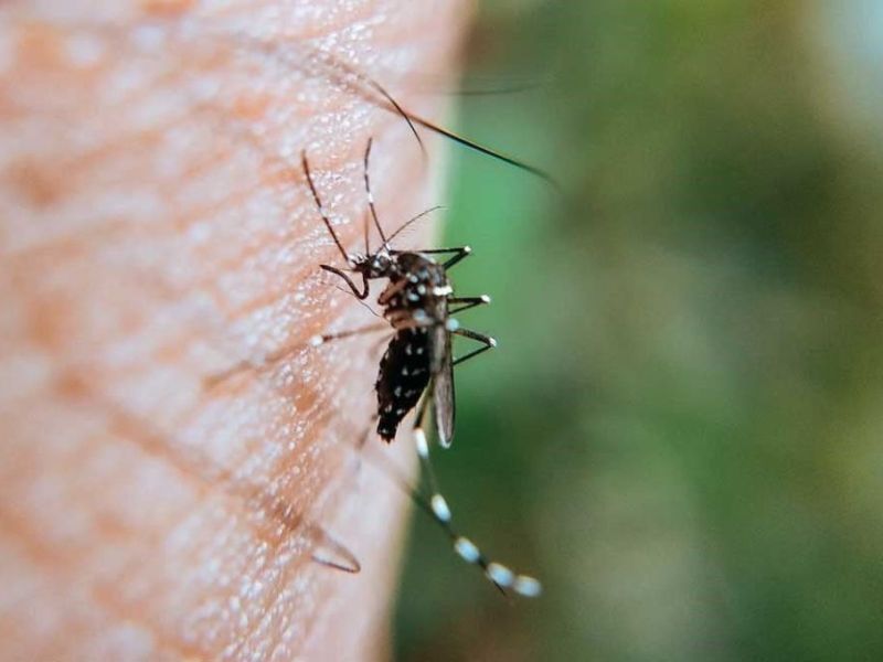 Dengue en Santa Fe: murió un hombre en Casilda y es el primer caso fatal en lo que va del año