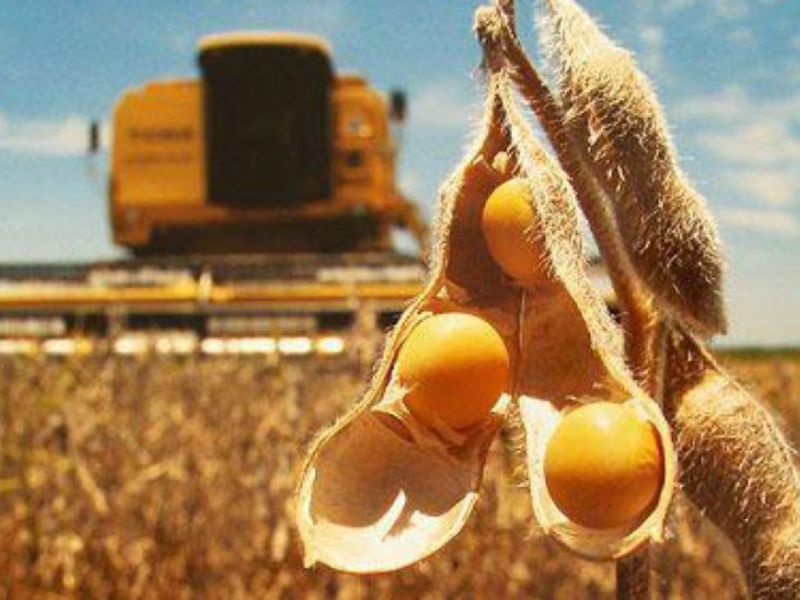 Entre Ríos: comenzó la cosecha de soja de primera