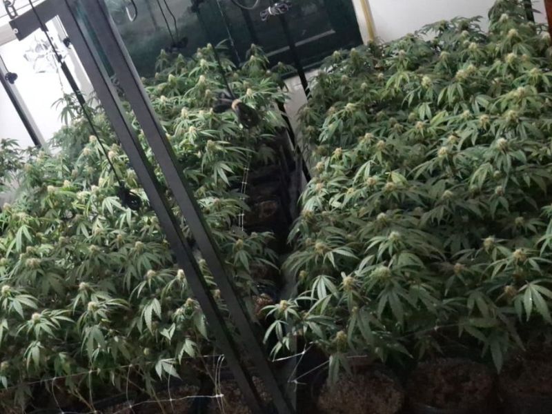 «Olor fuerte»: hallan un vivero de marihuana en una vivienda del macrocentro de Santa Fe