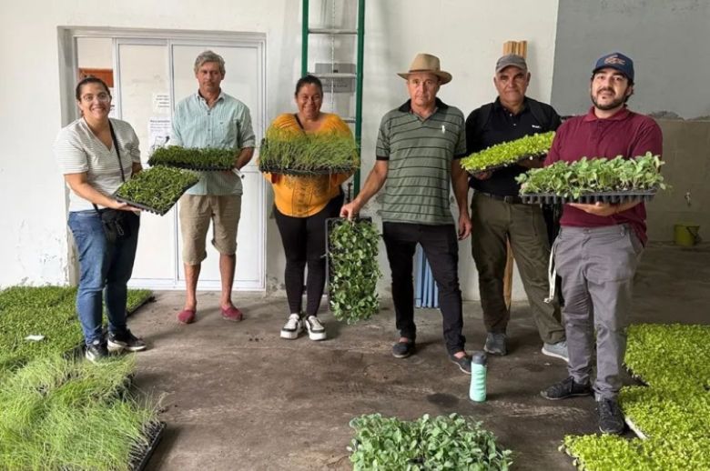 Productores de Feliciano recibieron  plantines de temporada