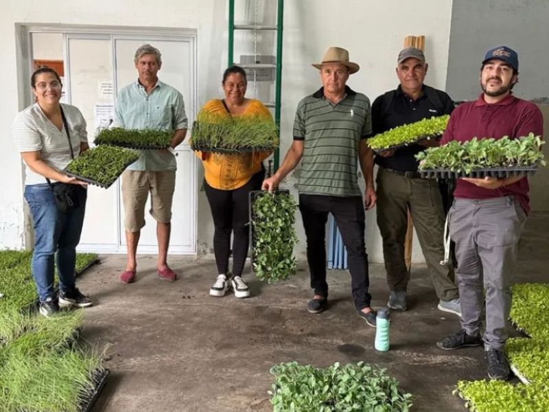 Productores de Feliciano recibieron  plantines de temporada