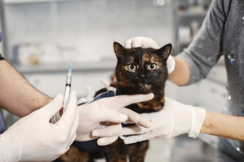 Por el Día del Animal, habrá vacunación y desparasitación gratuita en Paraná