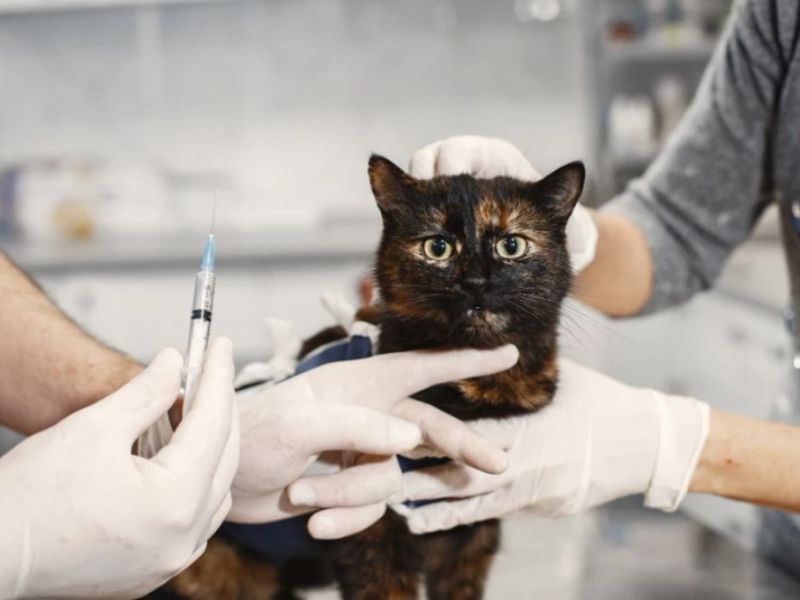 Por el Día del Animal, habrá vacunación y desparasitación gratuita en Paraná