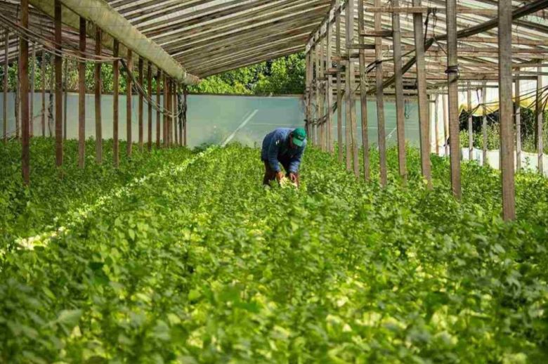 Durante un encuentro en Villaguay, se analizó el potencial de producción orgánica en Entre Ríos