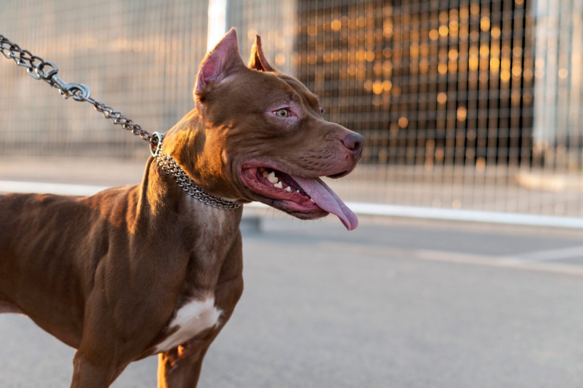 Ataques de pitbulls en Santa Fe: hay “más de 500” perros registrados