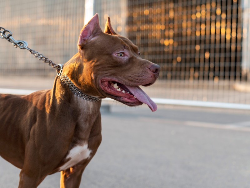 Ataques de pitbulls en Santa Fe: hay “más de 500” perros registrados