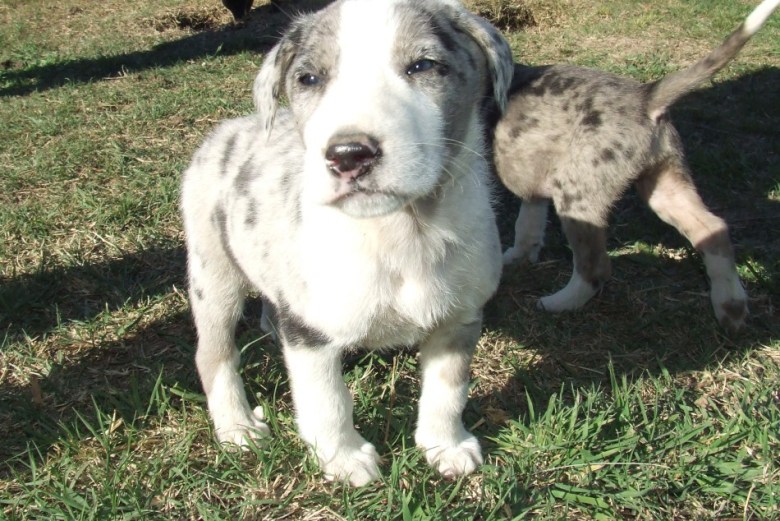 En Rosario buscan prohibir los criaderos de animales de raza para la venta
