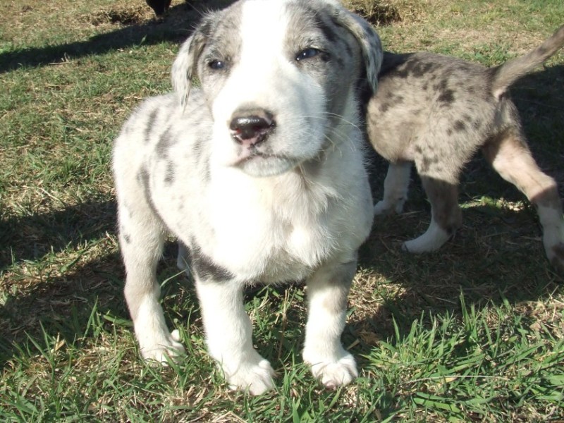 En Rosario buscan prohibir los criaderos de animales de raza para la venta