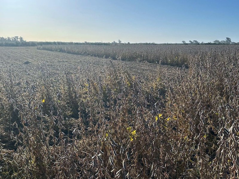 Luz verde para el campo: el maíz tuvo excelentes rindes y se espera una gran campaña de soja