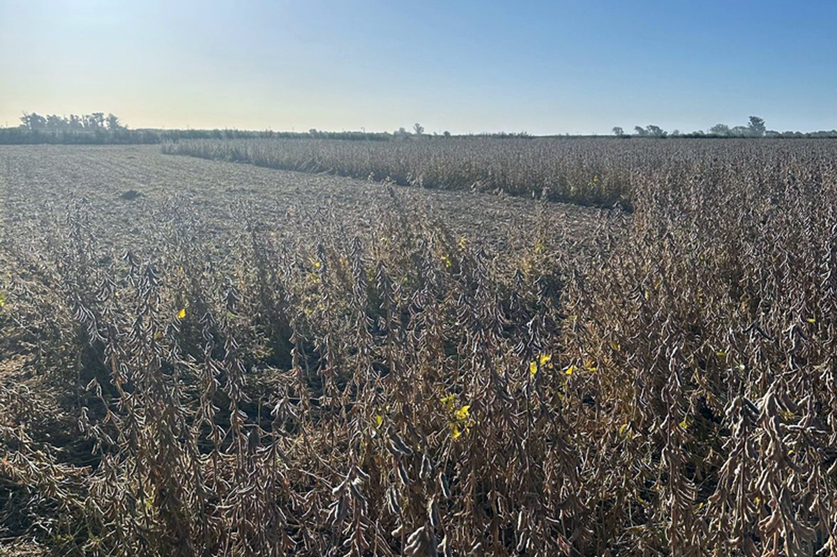 Luz verde para el campo: el maíz tuvo excelentes rindes y se espera una gran campaña de soja