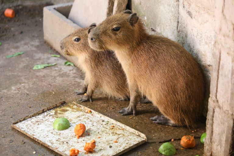 La Esmeralda: cómo es el trabajo de los especialistas para salvar animales silvestres
