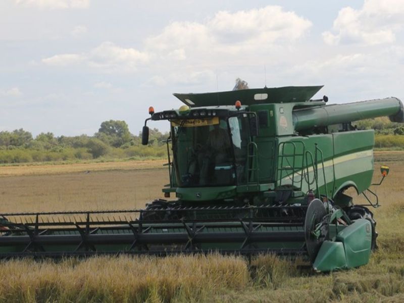 Productores arroceros, preocupados por la falta de rentabilidad y los altos costos de producción