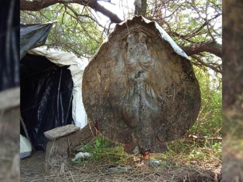 Por segunda vez en un mes, capturaron otra raya gigante en el Río Coronda