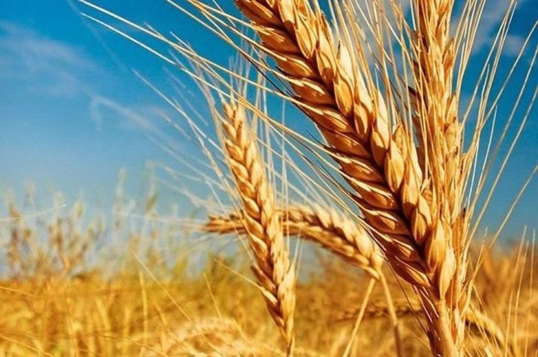 Se necesitarían 214 millones de dólares para sembrar trigo en la provincia
