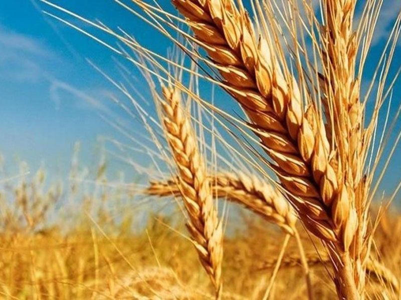 Se necesitarían 214 millones de dólares para sembrar trigo en la provincia