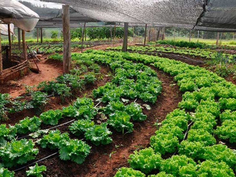 Entre Ríos fortalece sus políticas públicas para el desarrollo de la producción orgánica