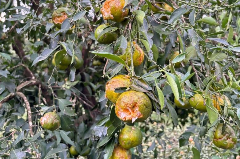 “El daño es total”: el granizo caído en el departamento Federación afectó a la plantación de cítricos